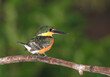 The American pygmy kingfisher (Chloroceryle aenea), Corcovado National Park, Costa Rica
