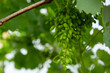 Close up of bunch of grapes growing food
