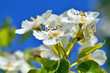 White flowers on the branches of trees in the spring