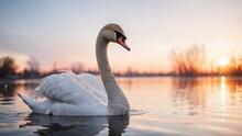 Serene Sunset With Elegant Swan On Calm Waters