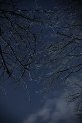 Wall Mural - Misty dark forest with thorny tree branches and fog