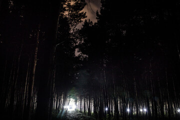 Wall Mural - magical lights sparkling in mysterious forest at night. Nightmare pine forest.