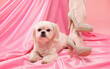 © Dimid - A young beautiful girl in beige high-heeled shoes with a white small dog on a pink background.