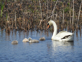 Wall Mural - A mother mute swan and her babies enjoying a beautiful spring day at the Edwin B. Forsythe National Wildlife Refuge, Galloway, New Jersey