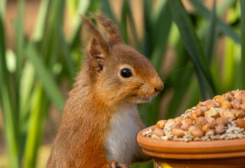 Wall Mural - Hungry little scottish red squirrel with a bowl of peanuts