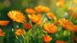 Bright orange flowers basking in the sunlight, perfect for nature-themed designs