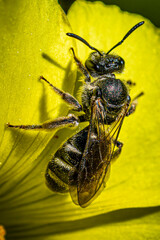 Canvas Print - bee on flower