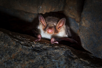 the greater mouse - eared bat - myotis myotis - is a european species of bat in the family vespertil