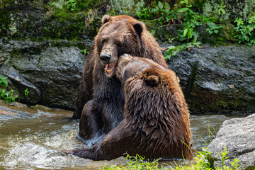 brown bear in the water