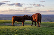 A view on Ditchling Beacon in SUssex, with a cow grooming her calf
