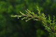 Rain drops on juniper in Texas nature with blurred background.