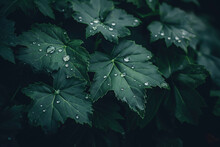 Green Leaves With Water Droplets.