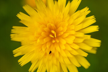 Poster - Close Up of Smooth Mountain Dandelion And The Multiple Petals That Form The Shape