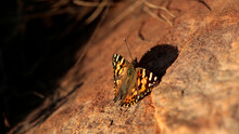 Monarch Butterfly On A Rock