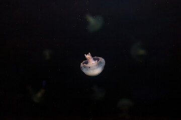 Canvas Print - underwater photos of jellyfish Stomolophus meleagris, Cannonball jellyfish