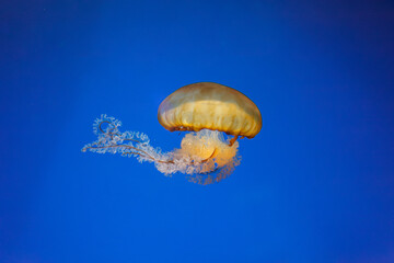 Canvas Print - underwater photos of jellyfish chrysaora fuscescens jellyfish pacific sea nettle