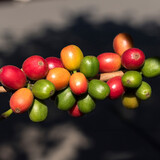 Fototapeta Łazienka - Planta de café organico frutos coloridos