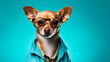 a dog wearing glasses and clothes, dog with glasses on blue background, stylish dog