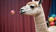 A Llama At A Circus Juggling Balls