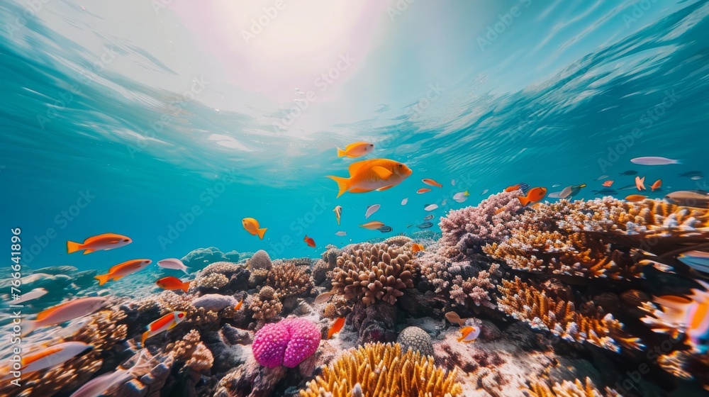 beautiful pretty nice cute funny fish in ocean. sea, aquarium, swimming ...
