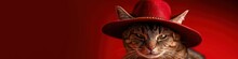 Funny Cat In A Red Hat On A Red Background. Banner.