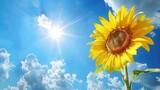 Fototapeta  - sunflower on a blue sky background. Nature background