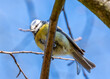 Blue Tit (Cyanistes caeruleus) - Found throughout Europe and parts of Asia