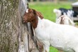 Portrait of a Boer goat (capra hircus)