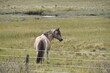 wild pony horse natural habitat