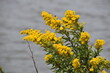 wild flower yellow bees water summer spring fall