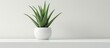 Aloe vera plant in a pot displayed on a white table, visible from the front with space for adding text or creating a mockup.