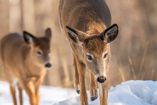 Two White-tailed Deer Walking Toward Camera In Snow