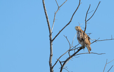 closeup of a red tailed hawk perched in a tree.