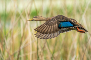 Mottled Duck flying