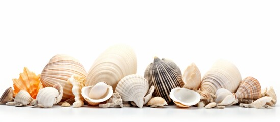 Wall Mural - A collection of bivalve sea shells are neatly arranged on a white background. These natural materials are commonly used in cuisine as shellfish, such as clams, as well as for decoration