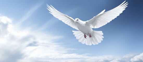 Wall Mural - A graceful white bird soars through the sky, its wings outstretched. With feathers glistening in the sunlight, it symbolizes peace and freedom