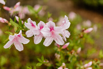 Wall Mural - Pink azalea flower close up. Green leaves, flowers close-up on bokeh background. Spring and summer background.