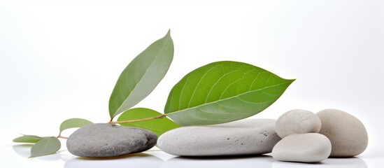 Poster - A green leaf from a flowering plant is resting on a stack of rocks, creating a beautiful still life photography showcasing the harmony between terrestrial plant and natural materials