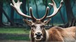 A reindeer in zoo looking at the camera from Generative AI