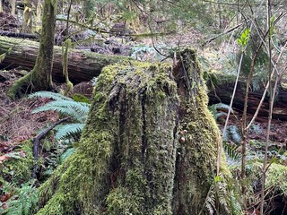 Wall Mural - The nature stump forest tree water moss river green stream rock stone landscape wood waterfall trees. The nature stump mountain grass natural spring rocks woods roots old brook environment plant.