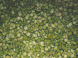 Green pea underwater in pot. Background.
