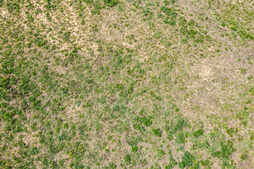 Wall Mural - green grass field plants and weeds. simple natural background. aerial top view.