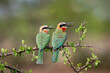 White-fronted Bee-eaters sitting on a tree branch looking alert
