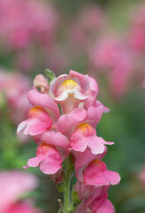 Poster - Close-up of pink Antirrhinum majus flowers bouquet blooming with natural soft sunlight and water drops in the garden.