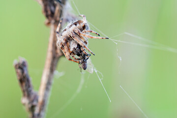 Wall Mural - a spider eats a fly in close-up. macro photo...