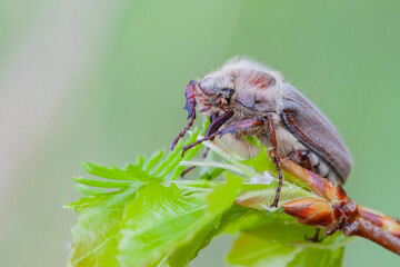 Wall Mural - the cockchafer beetle also known as a may bug or doodlebug sitting on green leaf. the pest control i