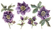 Set of hellebore flowers and buds, isolated on transparent background