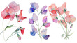 Beautiful floral set with watercolor hand drawn summer wild field sweet pea flowers, isolated on transparent background.