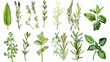 et of herbs and plants, isolated on transparent background