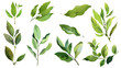 et of healthy herbs elements, Fresh bay leaf, isolated on transparent background